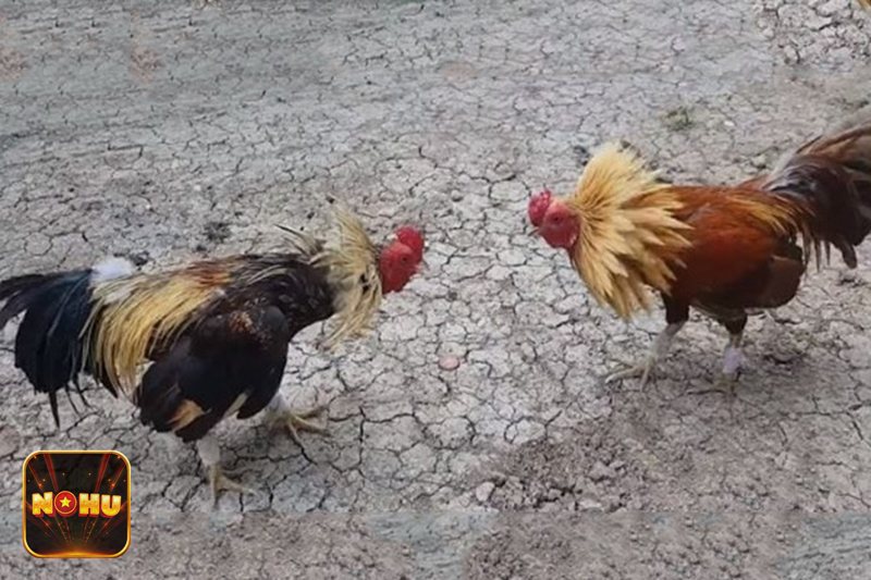 Đá Gà Online - Công nghệ phát sóng hiện đại